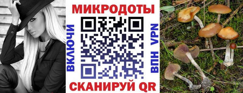 Галлюциногенные грибы Psilocybe  как найти   Бодайбо 